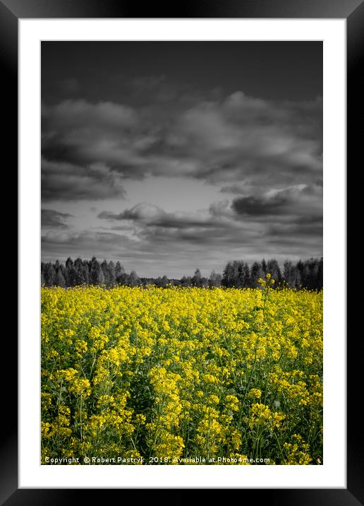 Rapeseed field and dark clouds in Poland. Framed Mounted Print by Robert Pastryk