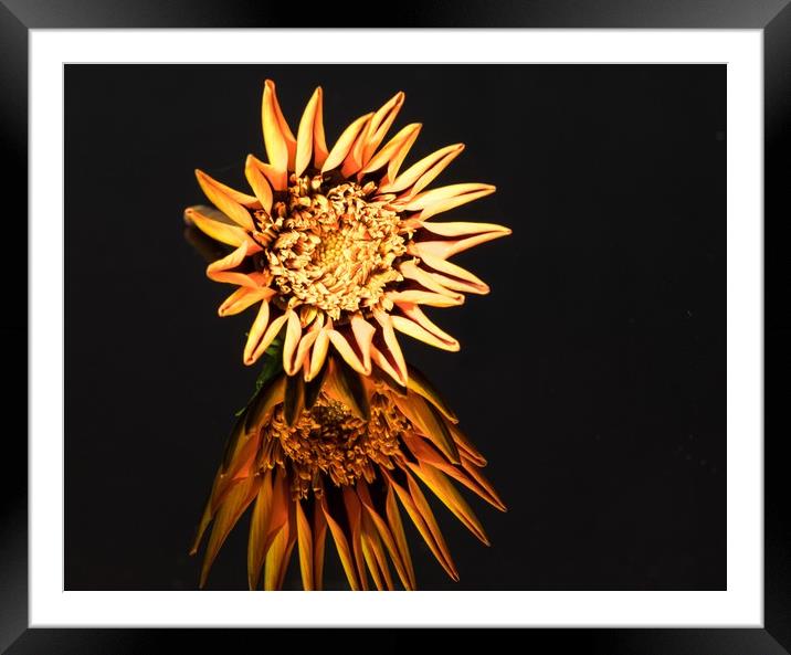 Gazania "kiss" Yellow Flame flower Framed Mounted Print by Debbie Payne