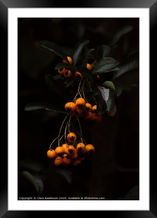 Autumn Berries Framed Mounted Print by Clare Rawlinson