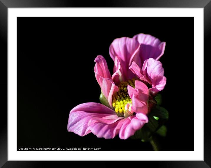 Cosmos Flower  Framed Mounted Print by Clare Rawlinson