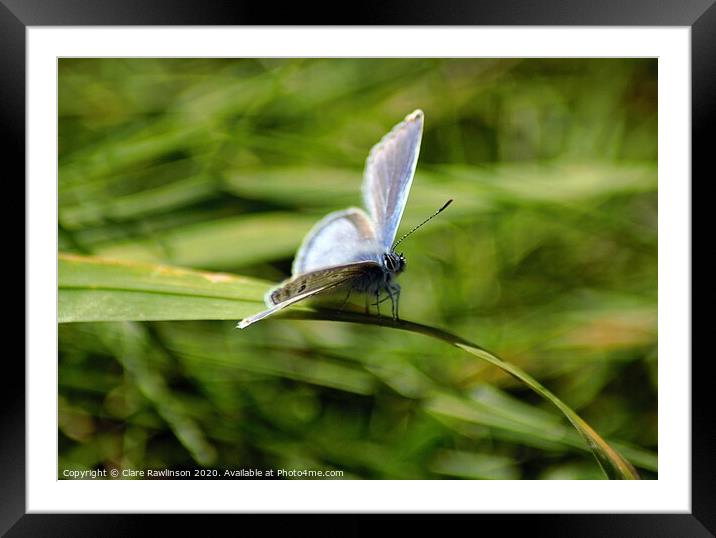 Common Blue Butterfly Framed Mounted Print by Clare Rawlinson