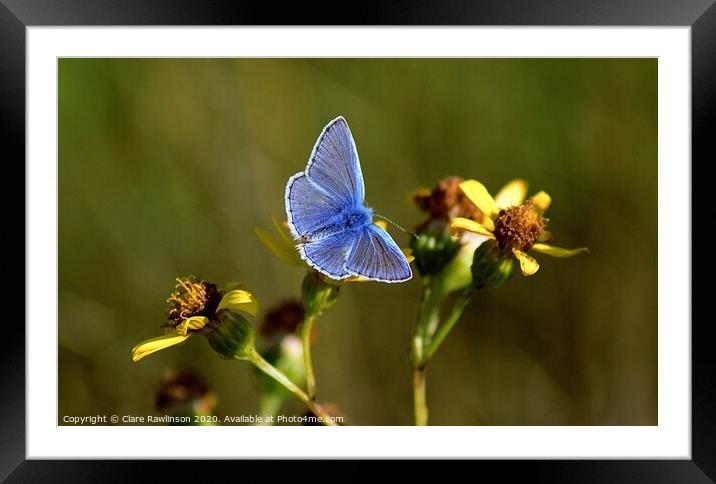 Common Blue Butterfly on yellow flowers Framed Mounted Print by Clare Rawlinson