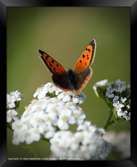 Small Copper butterfly on Cowslip flowers Framed Print by Clare Rawlinson