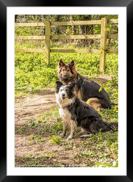 Dual Heritage: Collie and German Shepherd Splendou Framed Mounted Print by Holly Burgess