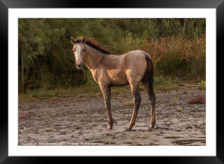 Dawn's First Light: Camargue Foal Framed Mounted Print by Holly Burgess
