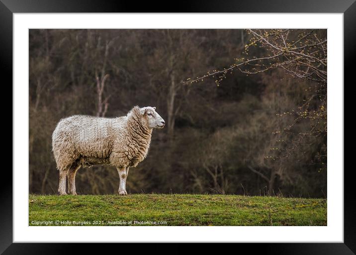 Evening Respite: Sheep Grazing in Derbyshire Framed Mounted Print by Holly Burgess