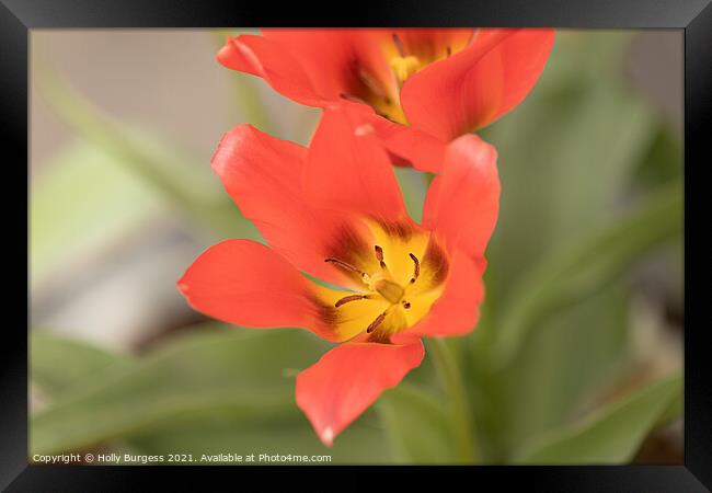 Red Tulip Flower, flora,  Framed Print by Holly Burgess