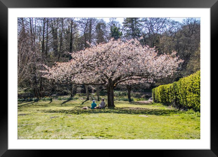 Enchanted Cherry Blossom Soiree Framed Mounted Print by Holly Burgess