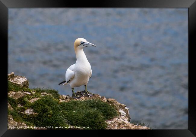 Gannet, on the cliff top a breeding time for all sea birds Framed Print by Holly Burgess