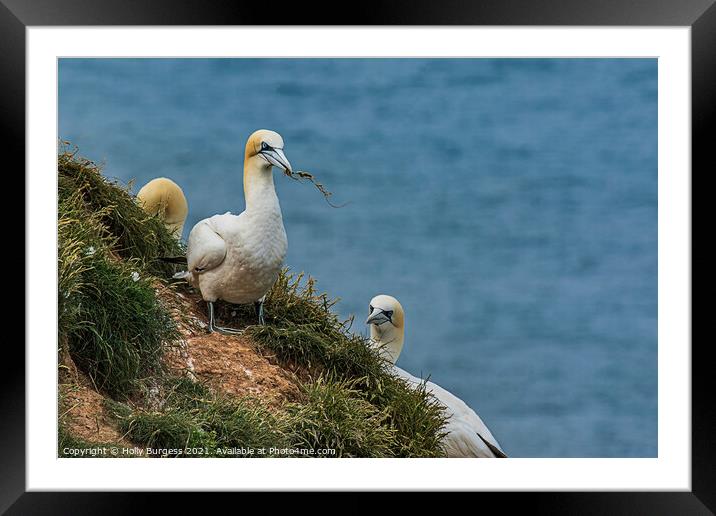 Gannets Sea birds on the Cliff top building nests  Framed Mounted Print by Holly Burgess