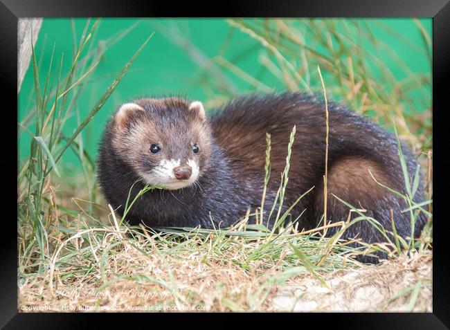 European Polecat species of mustelid native to western Eurasia and North Africa Framed Print by Holly Burgess
