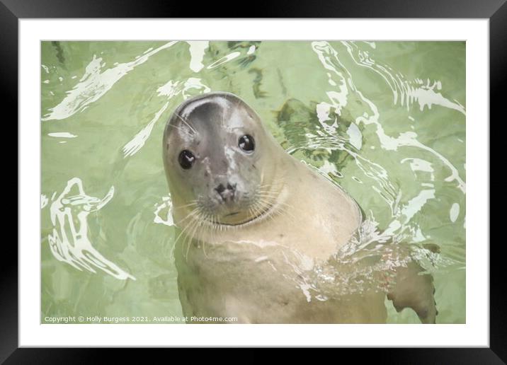 Grey Seal Framed Mounted Print by Holly Burgess