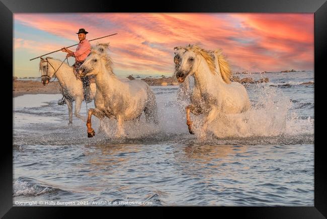 Galloping Splendour: Camargue's White Horses Framed Print by Holly Burgess