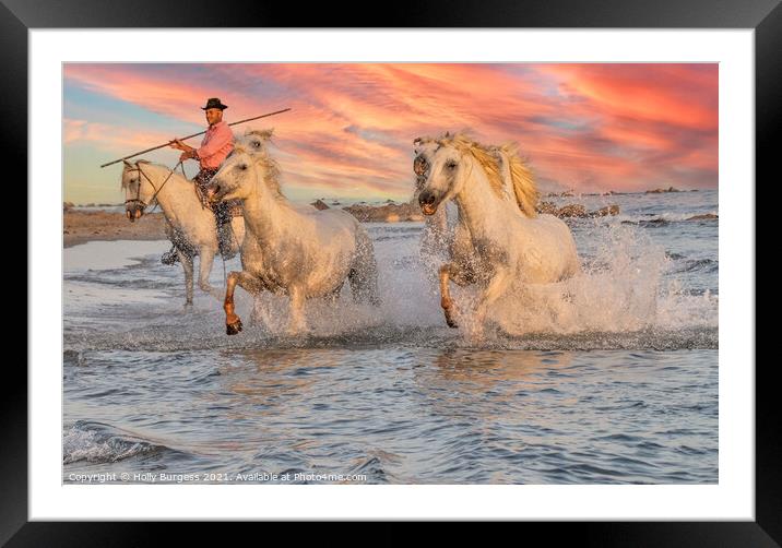 Galloping Splendour: Camargue's White Horses Framed Mounted Print by Holly Burgess