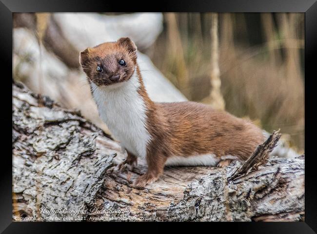 Stoat or short tailed weasle  Framed Print by Holly Burgess
