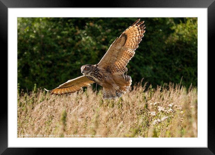 Eurasian Eagle Owl, flying in the wild  Framed Mounted Print by Holly Burgess
