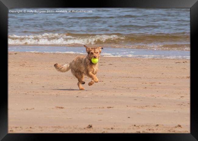 Terrier's Delightful Seaside Frolic Framed Print by Holly Burgess