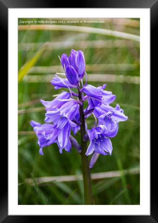 Blue bell, Flower taken in the woods Framed Mounted Print by Holly Burgess