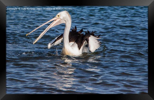 Peruvian Pelican In Australia, catching his fish in the ocean one of the largest wild birds,   Framed Print by Holly Burgess