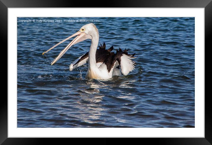 Peruvian Pelican In Australia, catching his fish in the ocean one of the largest wild birds,   Framed Mounted Print by Holly Burgess