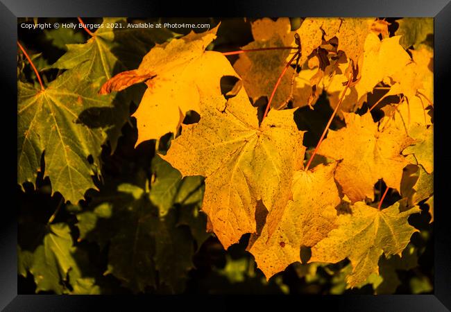 Autumn golden leafs change as they drop from the t Framed Print by Holly Burgess