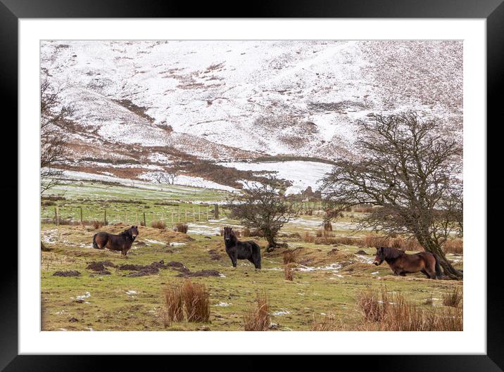 Snow on Edale  with Fell Ponies enjoying the weather in Derbyshire  Framed Mounted Print by Holly Burgess
