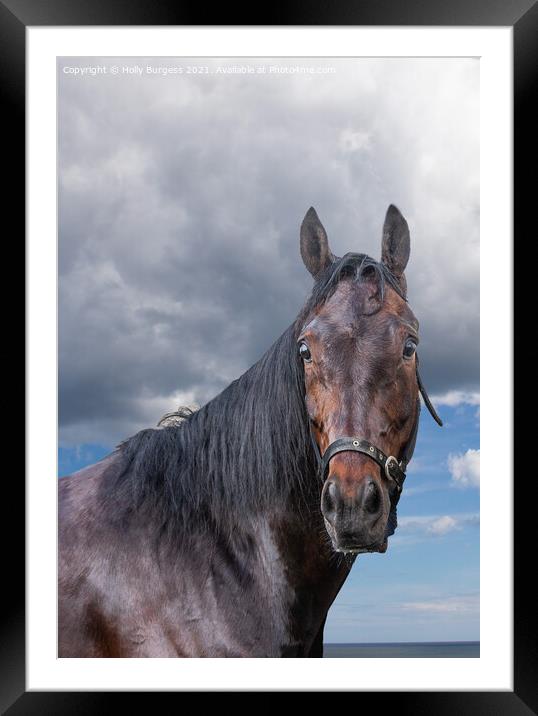 Horse standing alone  Framed Mounted Print by Holly Burgess