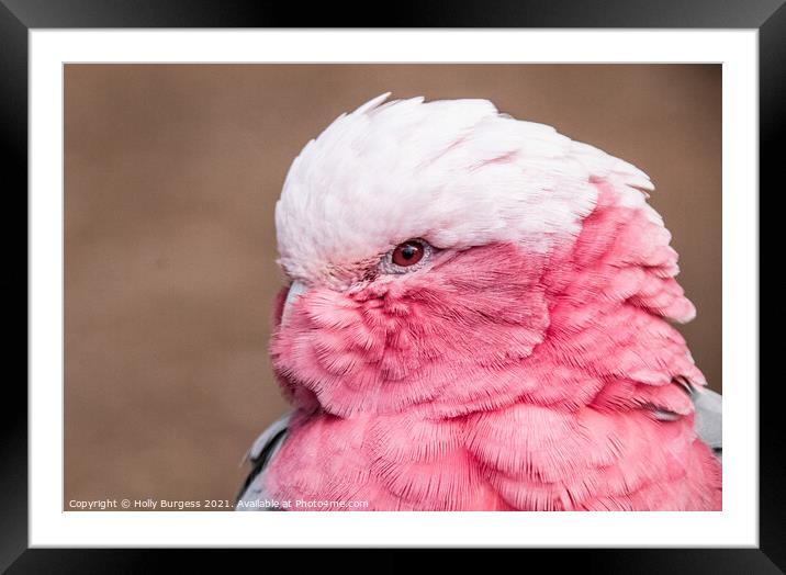 Pink Cockatoo Framed Mounted Print by Holly Burgess