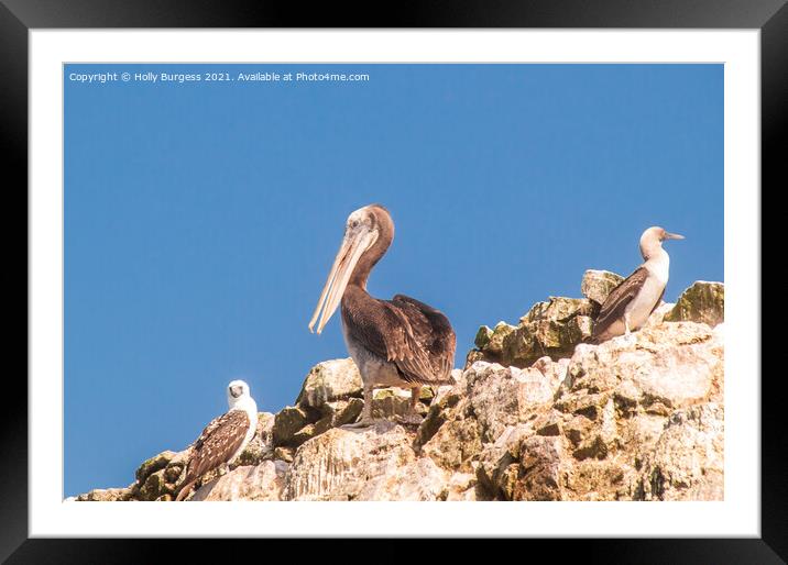Peruvian Pelicans and Blu footed Booby from South America  Framed Mounted Print by Holly Burgess