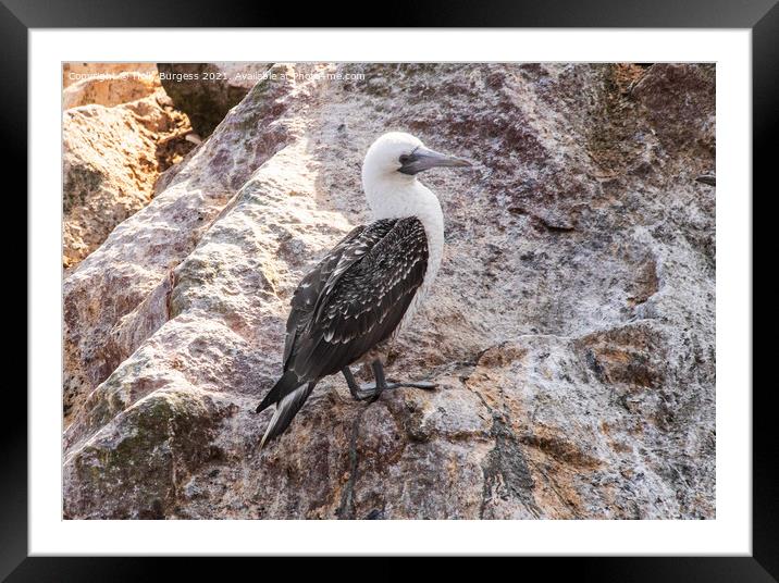 Blue footed Booby on Parracus isles Framed Mounted Print by Holly Burgess