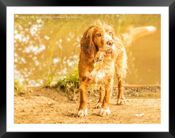 Cocker spaniel having fun in the river Framed Mounted Print by Holly Burgess