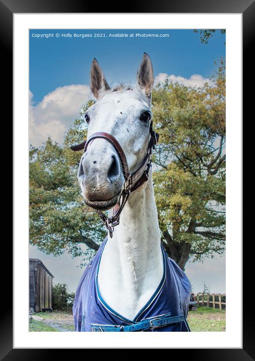 Horse Dapple grey horse Mare Framed Mounted Print by Holly Burgess