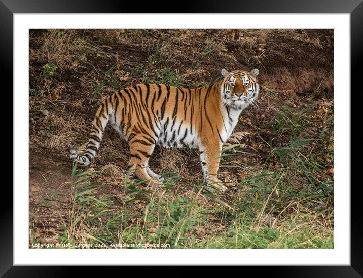 Amur Tiger cat, wild, standing his ground  Framed Mounted Print by Holly Burgess