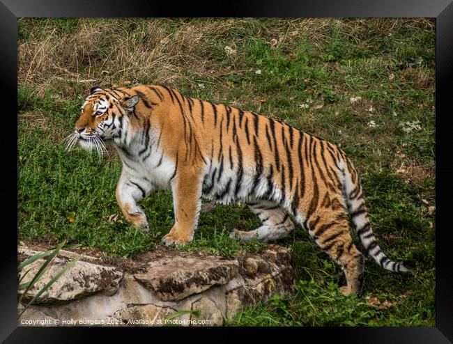 Amur Tiger also known as the Siberian tiger  Framed Print by Holly Burgess