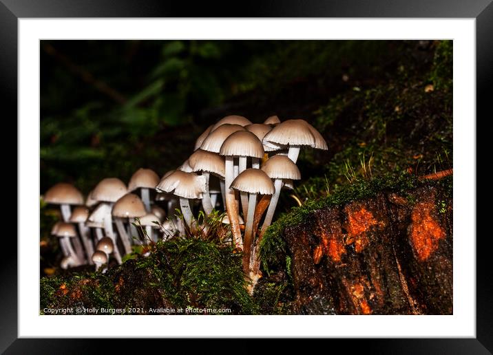 Fungus growing in the forest  Framed Mounted Print by Holly Burgess