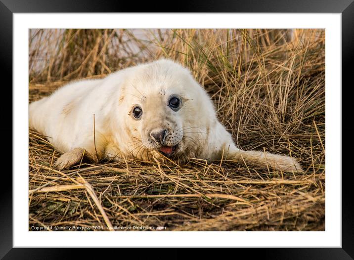 Innocence on Ice: Baby Seal Awaits Framed Mounted Print by Holly Burgess