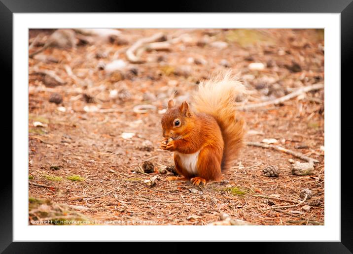 Red Squirrel or Eurasian  Framed Mounted Print by Holly Burgess