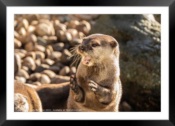 Young Otter  Framed Mounted Print by Holly Burgess