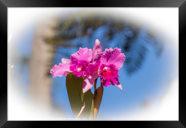 Tropical Iris Flower  Framed Print by Holly Burgess