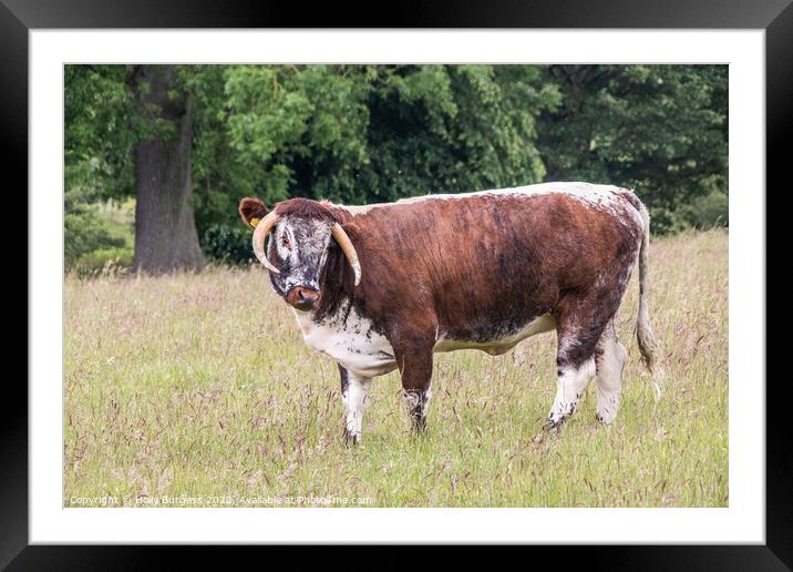 Large Bull with huge horns standing and waiting  Framed Mounted Print by Holly Burgess