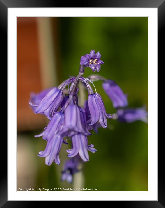 English bluebells from my garden  Framed Mounted Print by Holly Burgess
