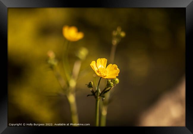 Buttercup flower, also know as Ranunculus yellow petals, on a stem  Framed Print by Holly Burgess