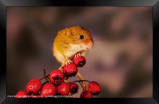 Harvest mice sitting on red berries Framed Print by Holly Burgess