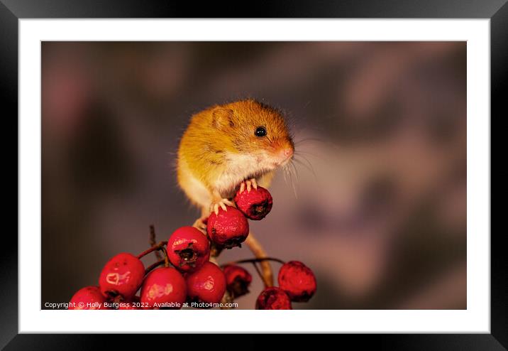 Harvest mice sitting on red berries Framed Mounted Print by Holly Burgess