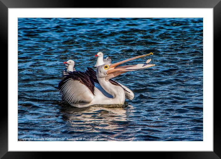 Pelican playing with his food  Framed Mounted Print by Holly Burgess