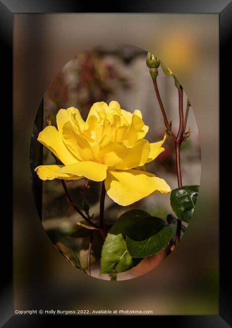 Yellow scented Rose  Framed Print by Holly Burgess