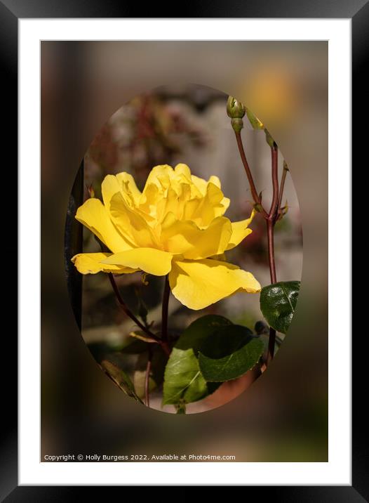 Yellow scented Rose  Framed Mounted Print by Holly Burgess