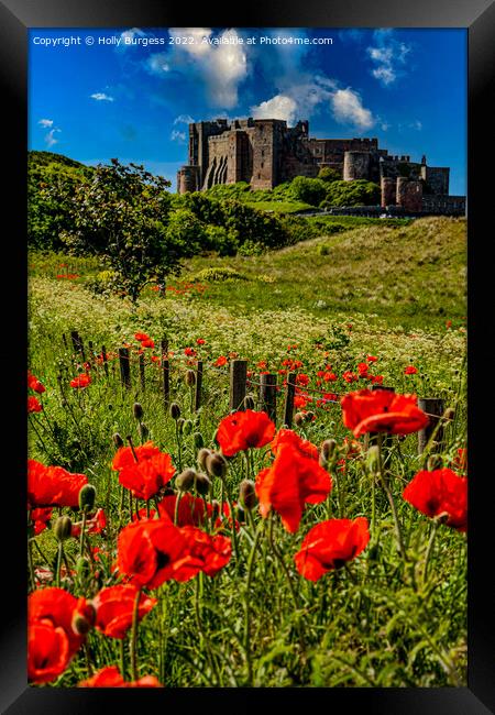 Bamburgh Castle: A Poppy Field Panorama Framed Print by Holly Burgess