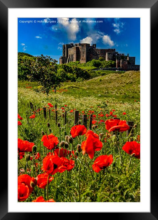 Bamburgh Castle: A Poppy Field Panorama Framed Mounted Print by Holly Burgess