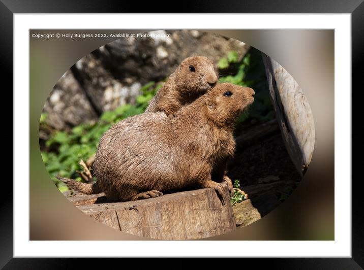 Black tailed Prairie Dog  Framed Mounted Print by Holly Burgess